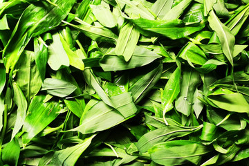 wild garlic leaves texture