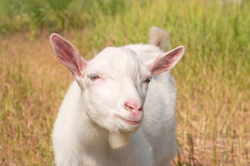 White domestic goat with a leash grazes in a meadow on a clear summer