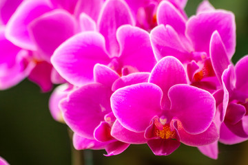 Fototapeta na wymiar Close up of white and purple orchids, beautiful Phalaenopsis streaked orchid flowers, selective focus