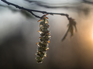 Ein kleiner Zweig der Weißbuche (Carpinus betulus) mit blühenden Kätzchen im Gegenlicht...