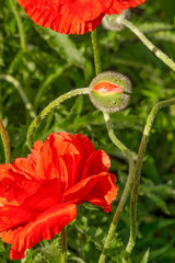 Flowering red garden poppy and undiscovered green buds with drops of dew or rain.