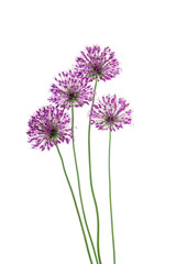 Beautiful sprigs of blooming garden bow, isolated