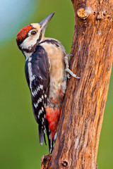 Great Spotted Woodpecker, Dendrocopos major, Spanish Forest, Castile and Leon, Spain, Europe