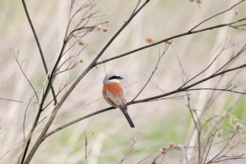 Red-backed shrike lanius collurio male sitting on stick in meadow. Cute little predator songbird in wildlife