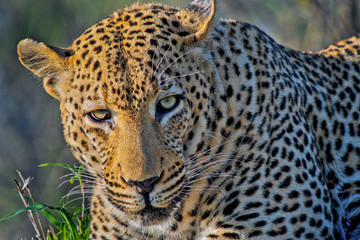 Leopard, Panthera pardus, Kruger National Park, South Africa, Africa