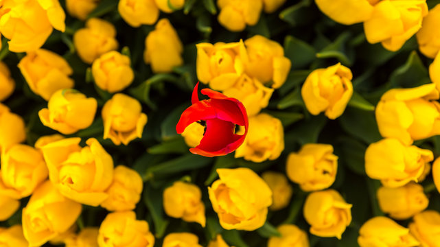 Red tulip with yellow tulips background