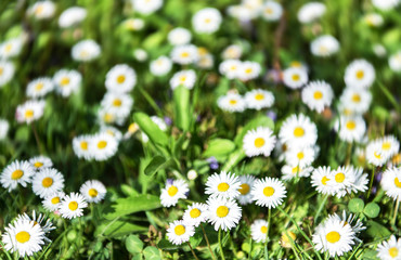 White summer blossom of daisies