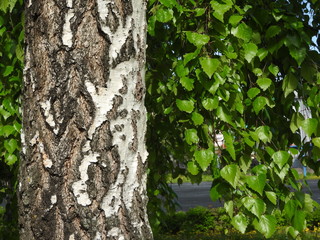 Photo of birches and of birch bark with black birch stripes on white birch. Forest birch trees view. Beautiful landscape with white birches.  Texture.