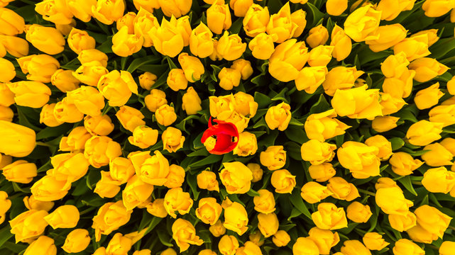 Red tulip with yellow tulips background