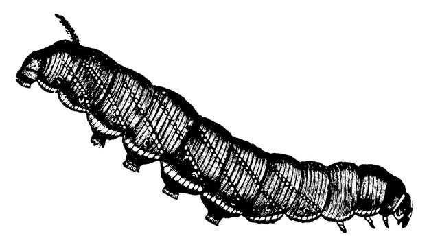 Hawk Moth, vintage illustration.