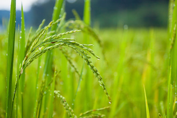 Ear of rice in Paddy field on the mountain.Thailand.