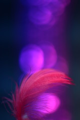 Obraz na płótnie Canvas pink and purple feathers