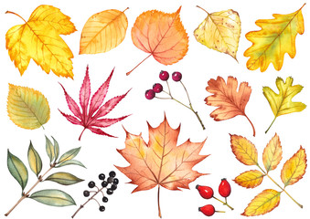 Fototapeta na wymiar Autumn collection with different leaves and berries.