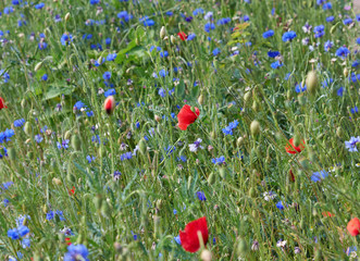 field with blue cornflowers and red blooming poppies