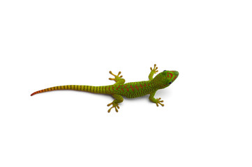 Green little Madagascar day gecko isolated on white background