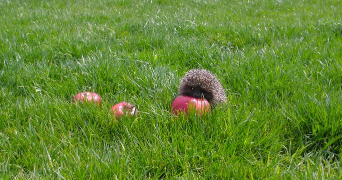 Small gray hedgehog walking in the garden on the green lawn grass among red scattered fragrant apples and sniffing them on a sunny day. Harvesting concept 4k 50 fps slow motion