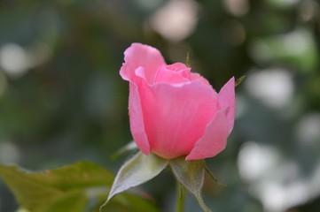 beautiful pink rose flowers with blur background.
