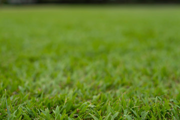 green grass on ground in backyard with blur background 