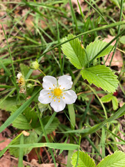 Wild Strawberry Plant Fragaria ananassa white yellow flowers close up. Photo of Blossoms, leaves grass in spring blooming in green grass. Top view picture