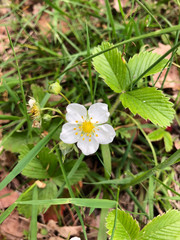 Fragaria vesca, commonly called wild strawberry flowers. Blooming in spring at Carpathian Mountains, in a natural ornamental small rock garden with stones, grass, leaves. Yellow white plant close up