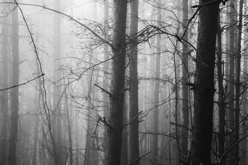 Dark misty forest concept image