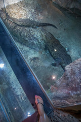 Wildlife. Reptiles. Crocodile. Crocodiles in the zoo