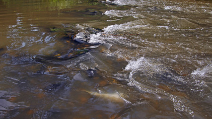 An interesting view of the surface of a flowing river. Beautiful movement of water.
