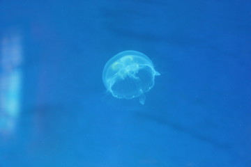 Underwater world. Fish. Seaquarium. Wildlife