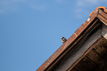 Fototapeta na wymiar House sparrow resting on rooftop
