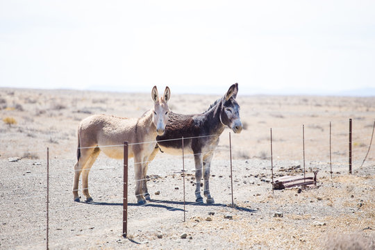 Close up image of donkeys in the Tankwa Karoo in South Africa