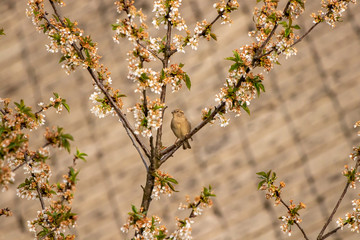 Female house sparrow standing on branch