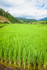 Fototapeta premium New ear of rice and green leaves with rice terrace near the mountains.