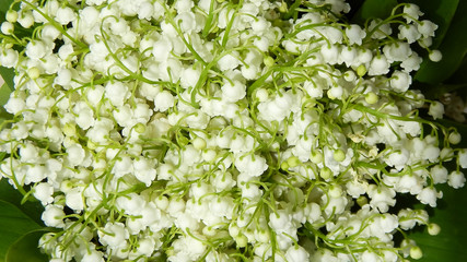                bouquet of white lilies of the valley with green leaves on a white background                