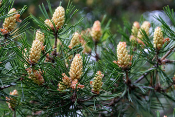 Young yellow pine cones surrounded by green needles