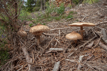 mushrooms (macrolepiota procera) grown up inside a forest in Dolomites