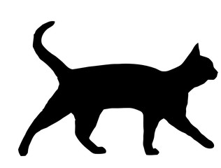 Silhueta de gato esguio © António Duarte