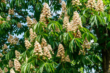 Blossoming branches of chestnut tree (Aesculus hippocastanum)