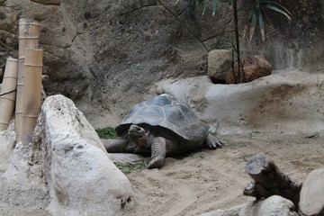 Wildlife. Reptiles. Turtle. Turtles in the zoo and in the wild
