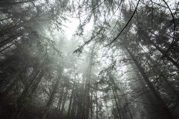 A foggy day inside an Italian mountain coniferous forest