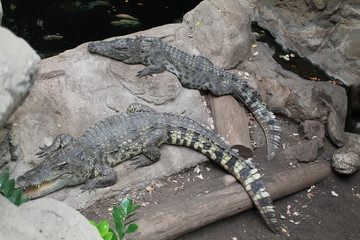 Wildlife. Reptiles. Crocodile. Crocodiles in the zoo