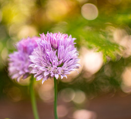 Obraz premium purple flowering chives in the garden with green background