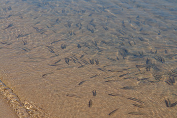 A shoal of tiny fish fry basking in the sunshine in the shallow along the coast of Baikal Lake