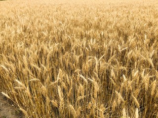 黄金色の小麦