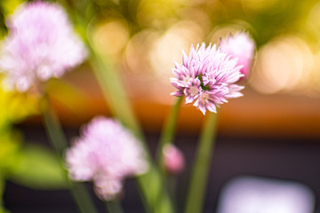 purple flowering chives in the garden with green background