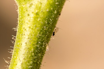 Tomato infested with black flies