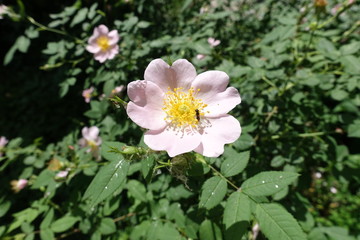 Light pink flower of dog rose in May