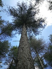 Fototapeta premium tree and sky