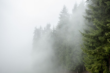Fototapeta na wymiar A foggy day inside an Italian mountain coniferous forest
