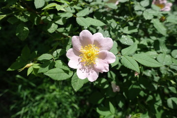 Single light pink flower of dog rose in May