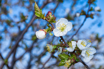 Flowering branch of cherry (Cerasus). Cherry blossoms close-up. Cherry against the blue sky. Soft selective focus.